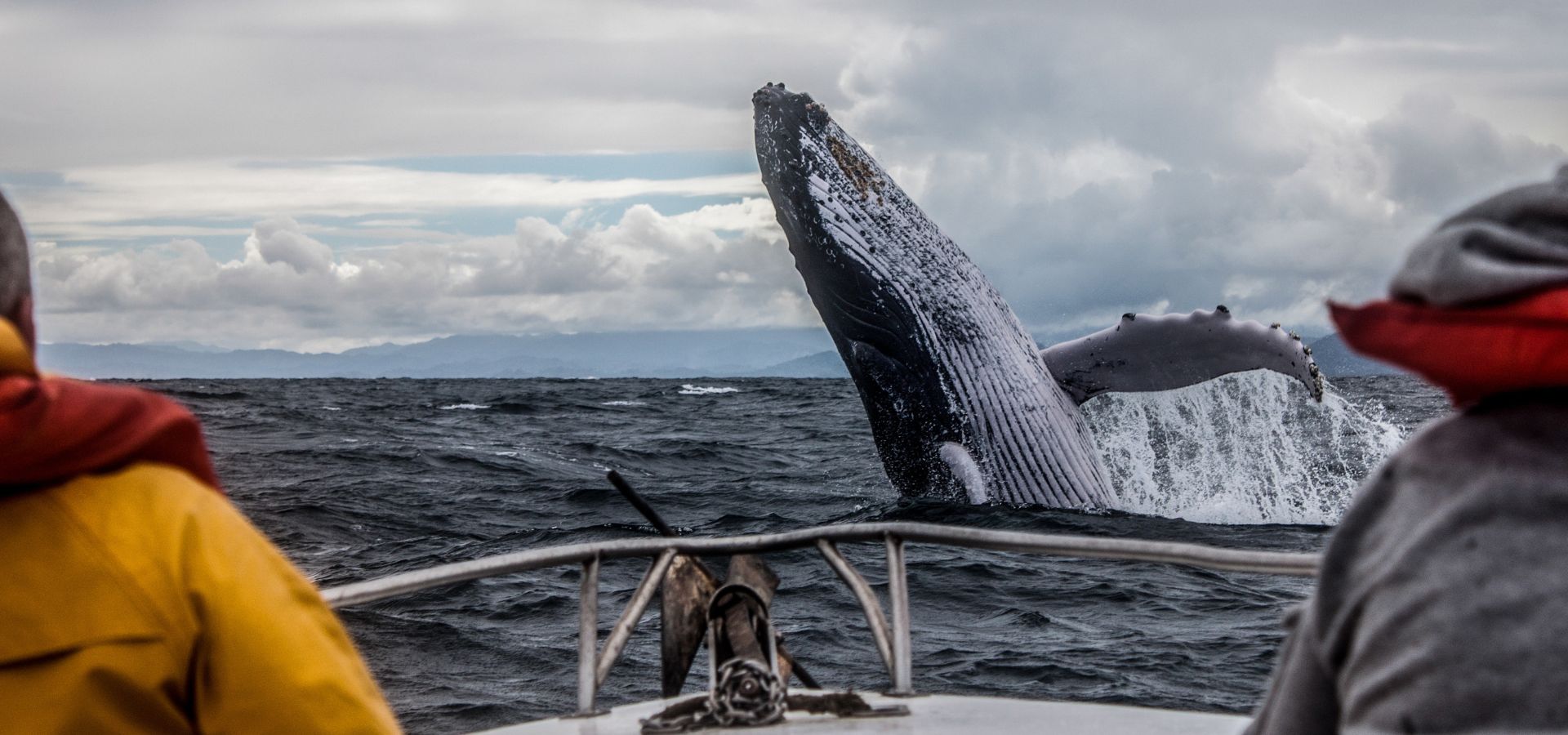 10 reasons to visit South Africa - marine wildlife encounters