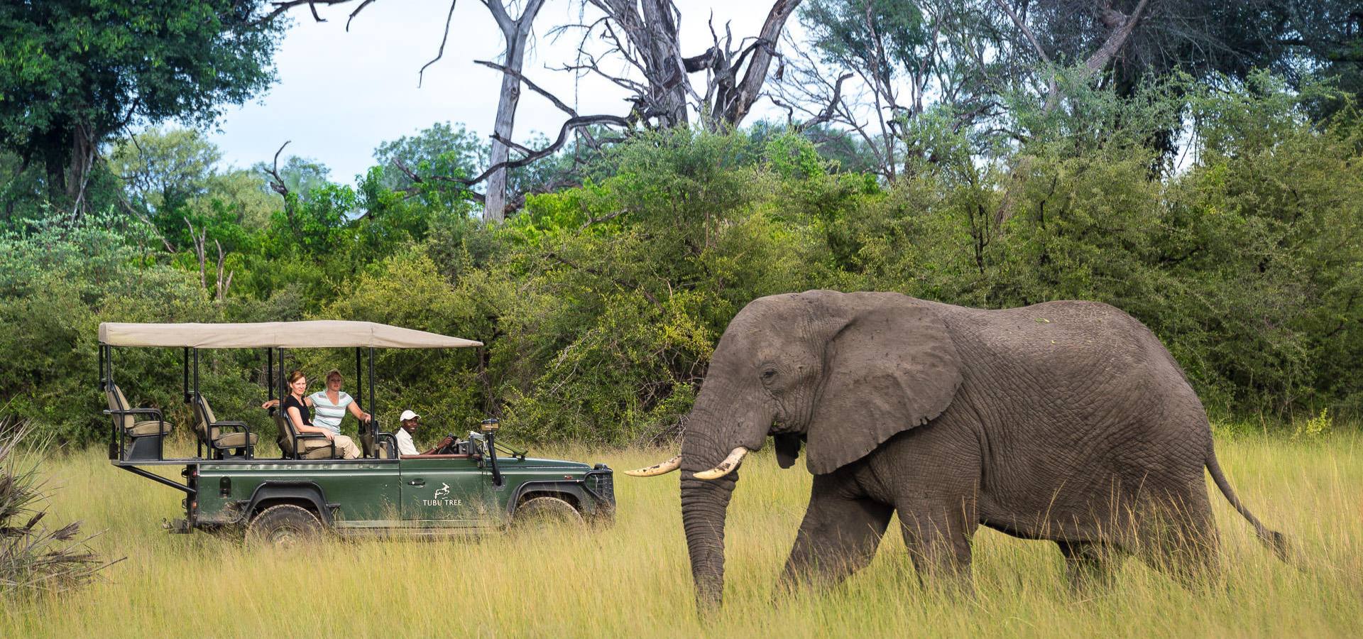Benefits of a luxury safari in April - Botswana Tubu Tree Camp