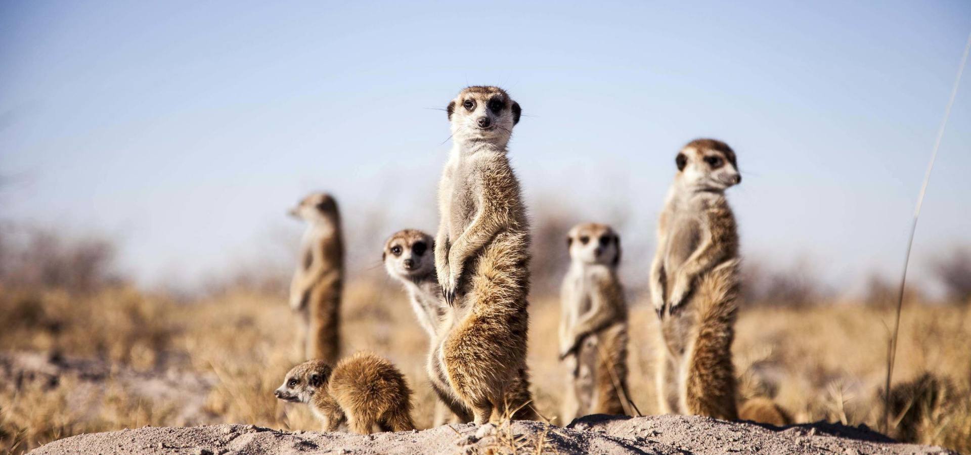 Luxury April Safari Vacation - Botswana Makgadikgadi Wetu