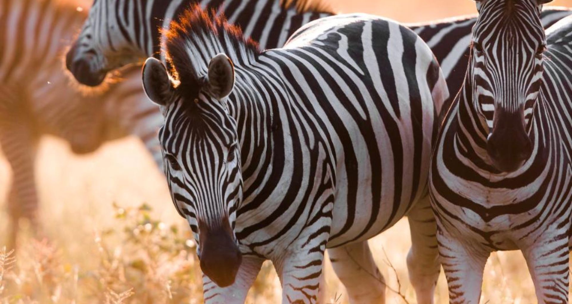 Safari in March - Botswana Khwai Wetu