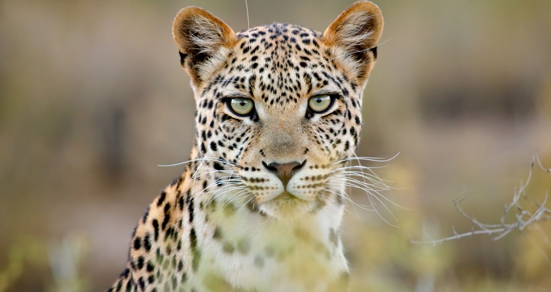 Safari in March - South Africa Kruger National Park