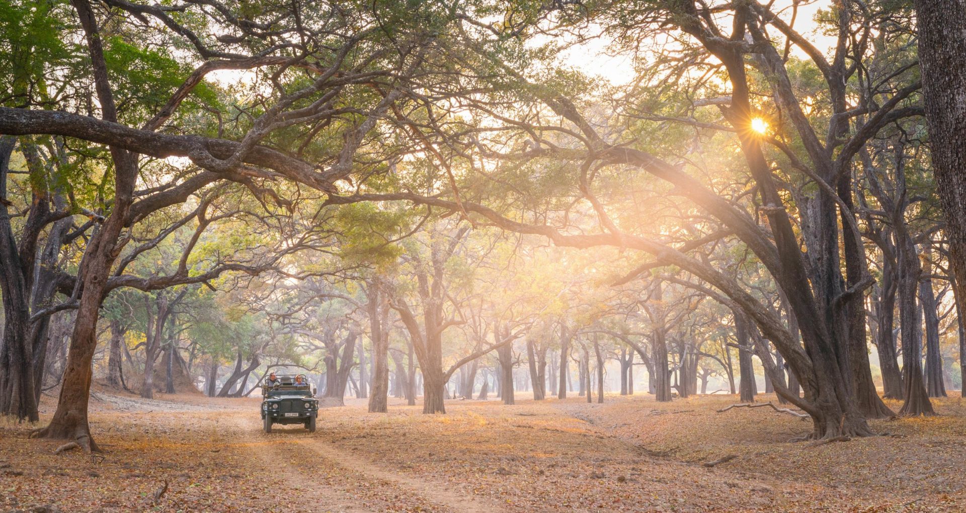 Safari in March - Zambia South Luangwa National Park